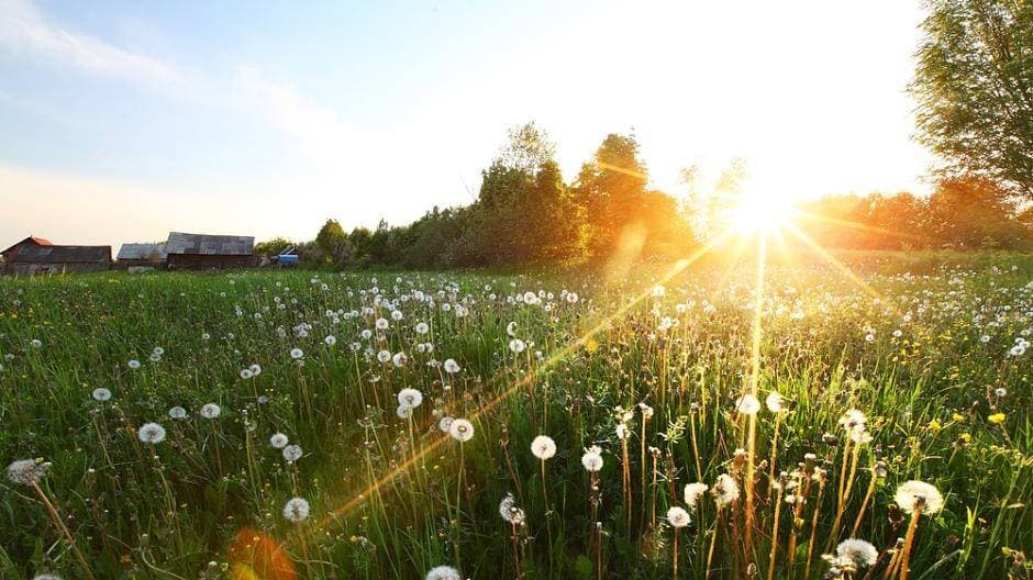 Blumenwiese im Sonnenuntergang mit Pusteblumen